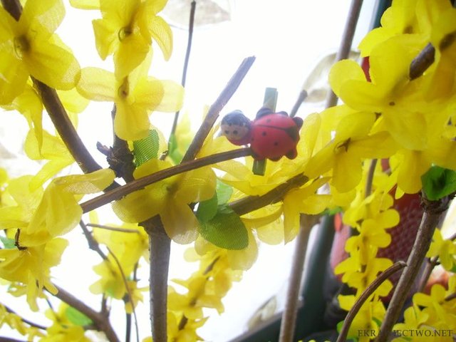 FORSYCJA