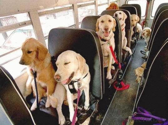 pies bus