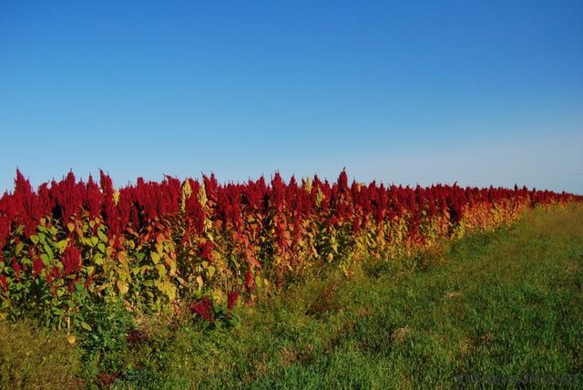 Amaranthus cruentus (?) szarłat wyniosły
