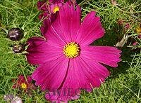 Cosmos bipinnatus - kosmos podwójnie pierzasty, kwiatostan koszyczek